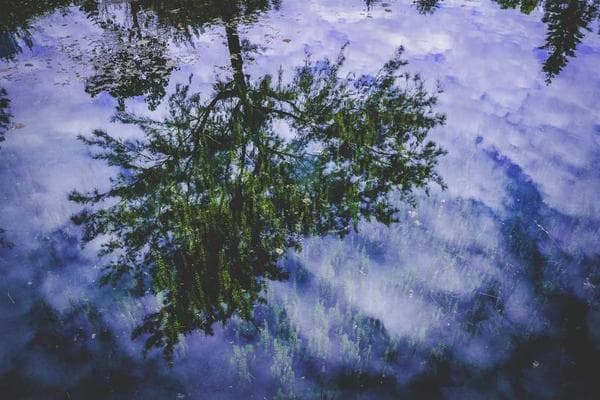 A red panda in a tree in the Himalayas.